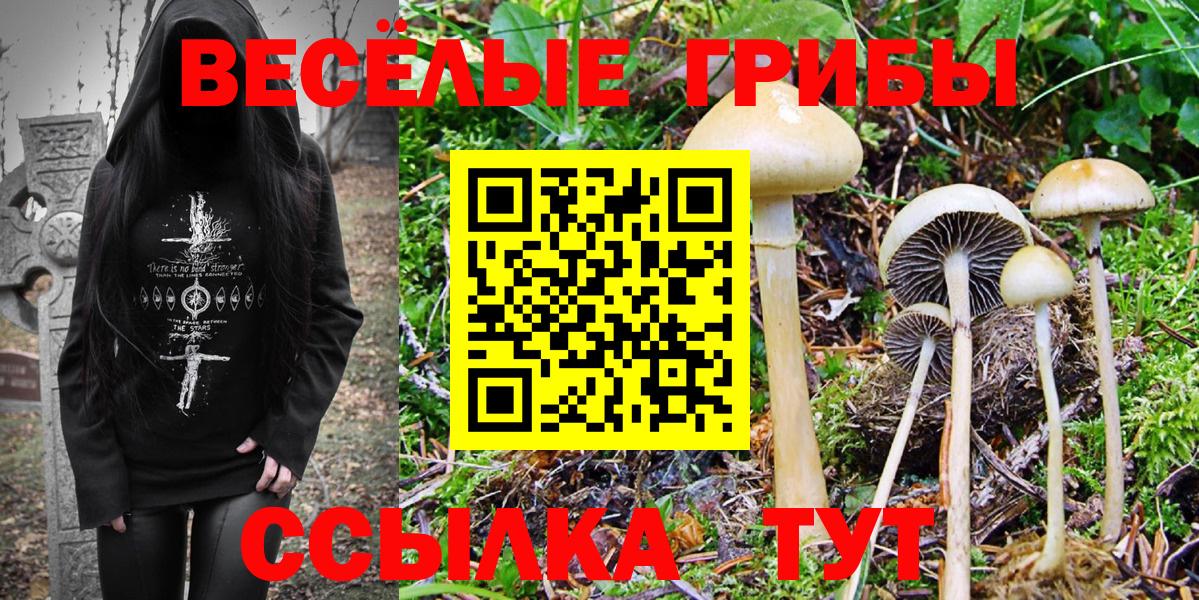 Галлюциногенные грибы GOLDEN TEACHER Курчалой