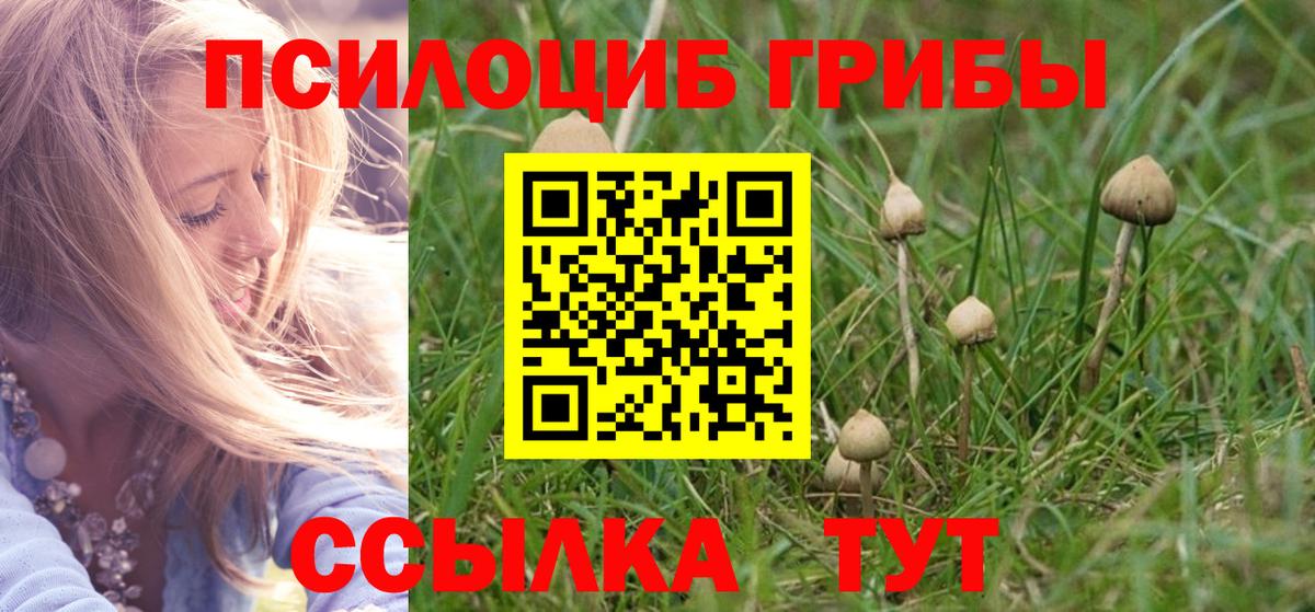 Курчалой  Псилоцибиновые грибы Psilocybe  Вход с VPN  Псилоцибиновые грибы Psilocybe 